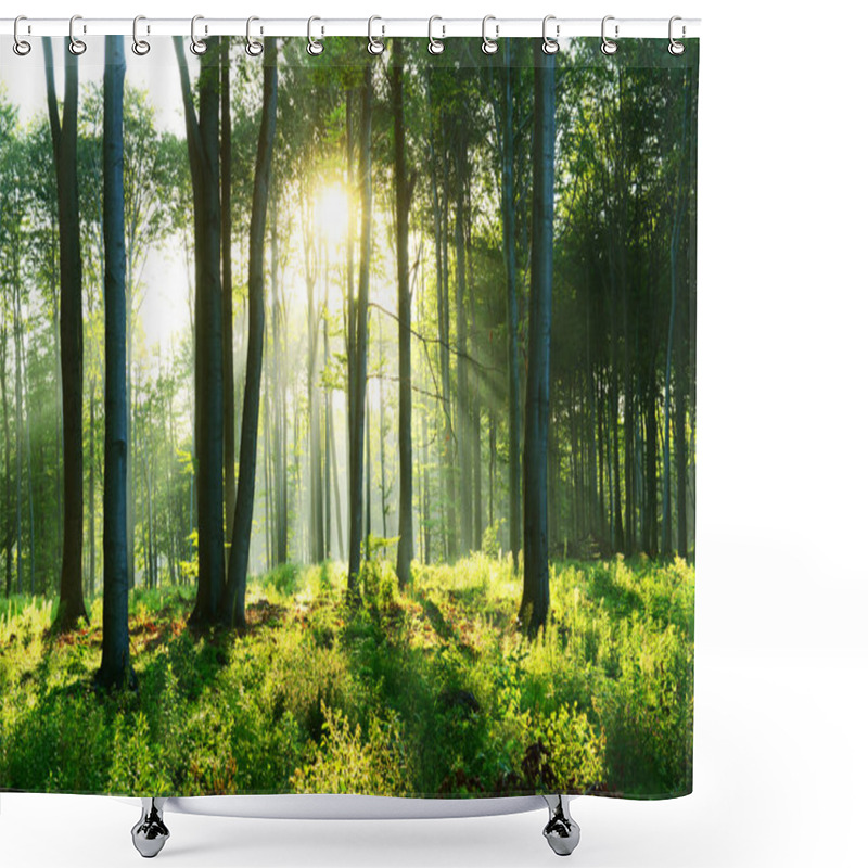 Personality  Beautiful Morning With Sunbeams In The Forest Shower Curtains