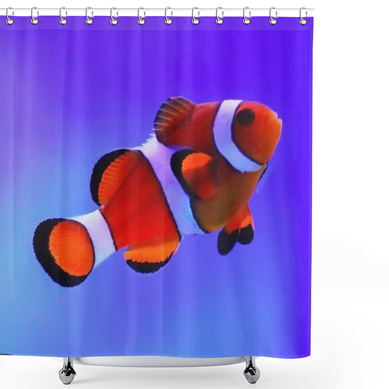 Personality  Clown Fish Shower Curtains