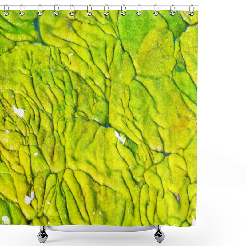 Personality  Algae Shower Curtains