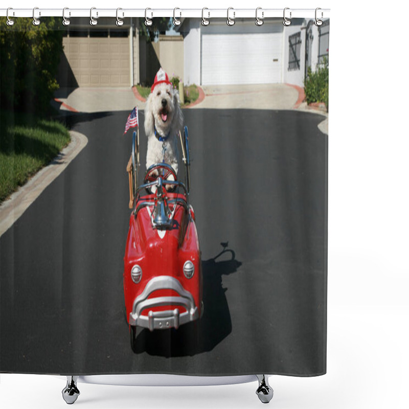 Personality  Dog In Pedal Car. Happy Dog In Car. Bichon Frise Dog Enjoys A Ride In A Pedal Car. Bichon Frise, Takes Her Red Hot Rod Pedal Car Out For A Ride. Dogs Love Cars. Bichon Frise Dog Races To The Scene Of A Cat Caught Fight In Her Fire Truck Pedal Car!  Shower Curtains