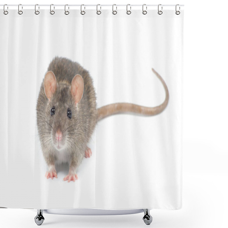 Personality  Rat   Shower Curtains