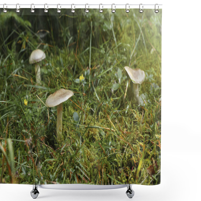 Personality  Many Poisonous Mushrooms Growing In Green Forest Shower Curtains