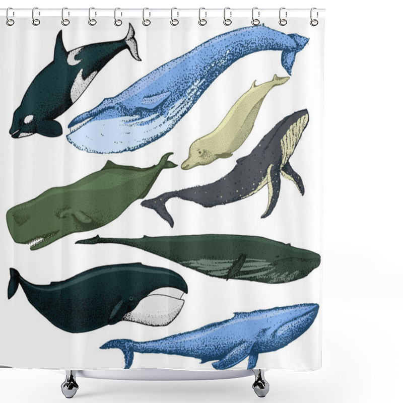 Personality  Set Of Hand Drawn Whales Shower Curtains