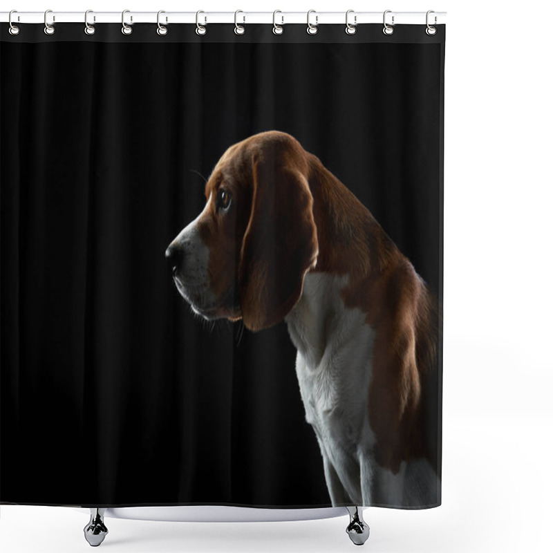 Personality  Portrait On A Dark Background. Funny Beagle  Shower Curtains