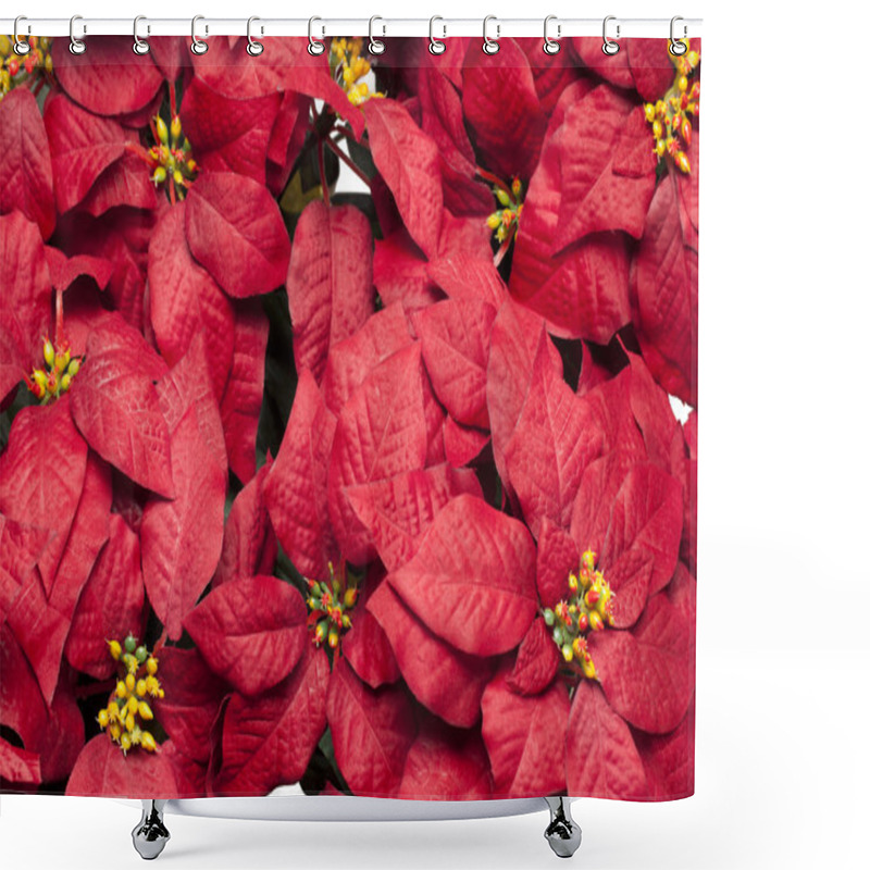 Personality  Full Frame Image Of Poinsettia Flowers Shower Curtains