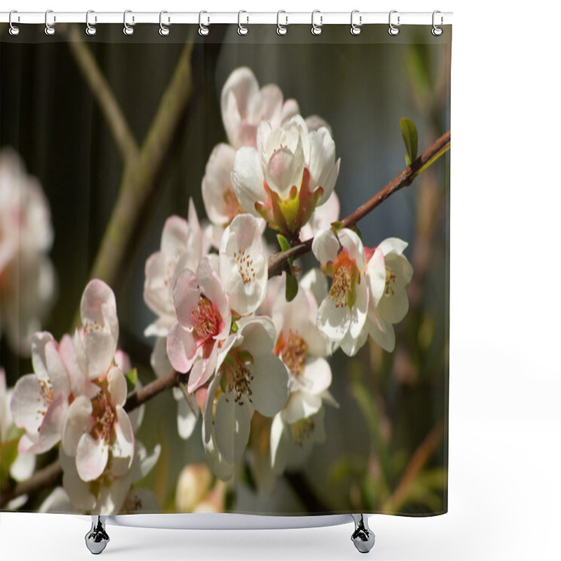 Personality  Pinkish-white Almond Blossoms Shower Curtains