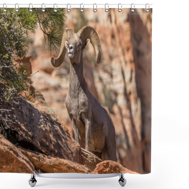 Personality  Desert Bighorn Sheep Ram Shower Curtains