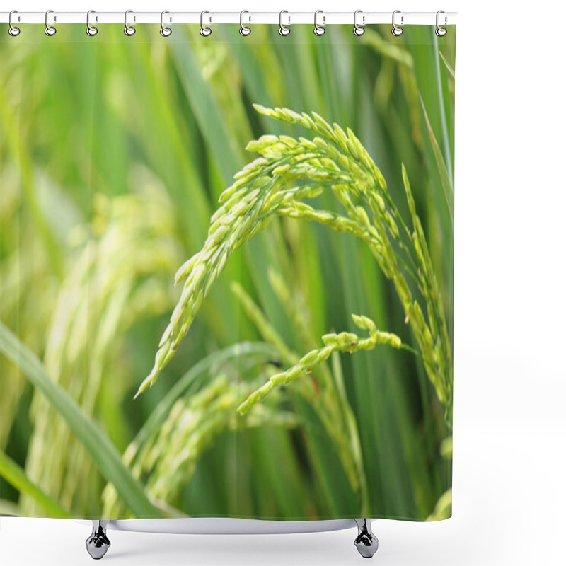 Personality  Rice Plant Shower Curtains