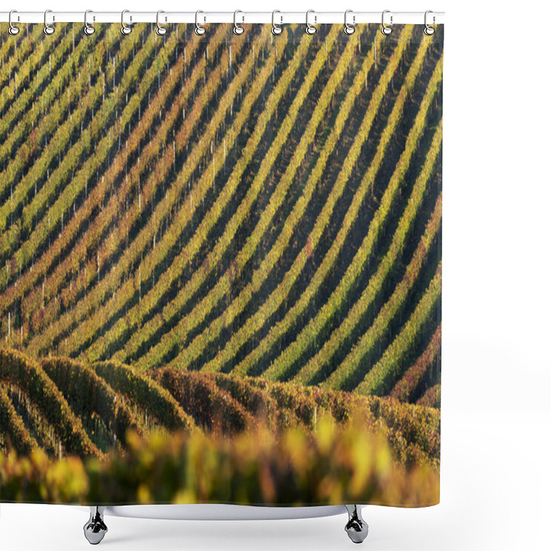 Personality  Autumn Colours Of Vineyard. Wine On Field In Morning Sun. Harvest Of Bunch Of Grapes Shower Curtains