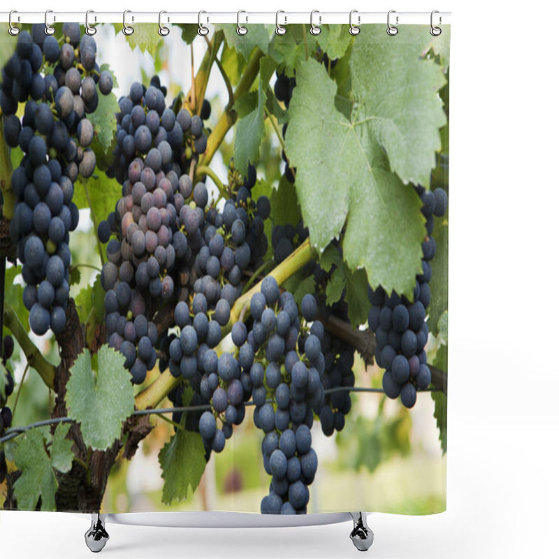 Personality  Grapes On Vine Shower Curtains