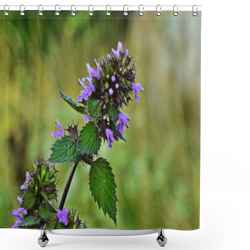 Personality  Blossoms Of Ballota Nigra, The Black Horehound. Shower Curtains