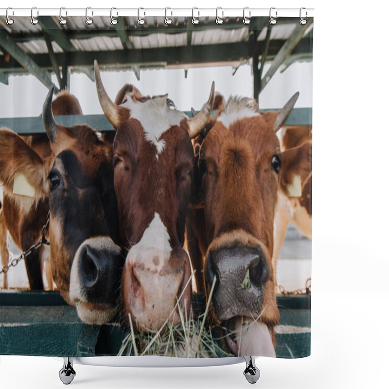 Personality  Brown Domestic Beautiful Cows Eating Hay In Stall At Farm Shower Curtains