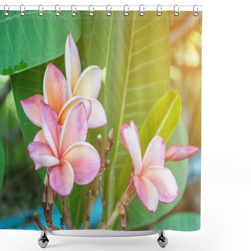 Personality  Plumeria Frangipani Flowers In Nature, Frangipani Shower Curtains