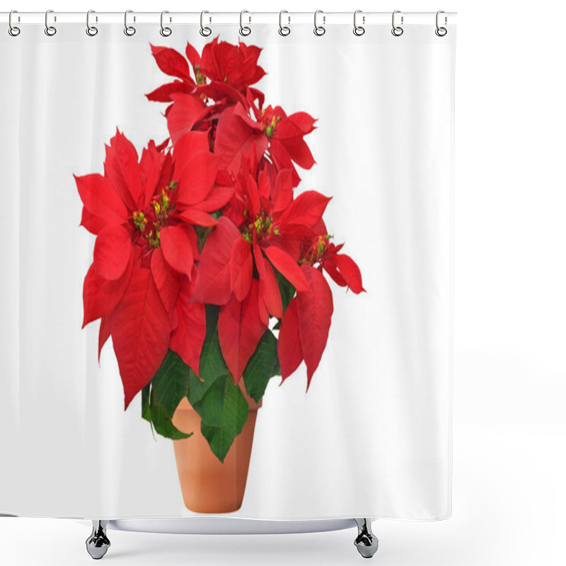 Personality  Red Christmas Flower On White Background Shower Curtains