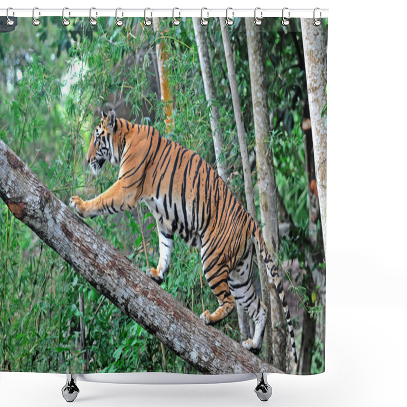 Personality  Tiger Woods Climbing Trees Shower Curtains