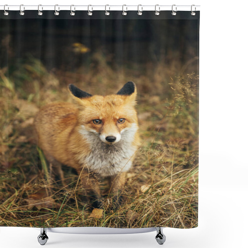 Personality  Red Fox In The Forest During Autumn Season. Shower Curtains