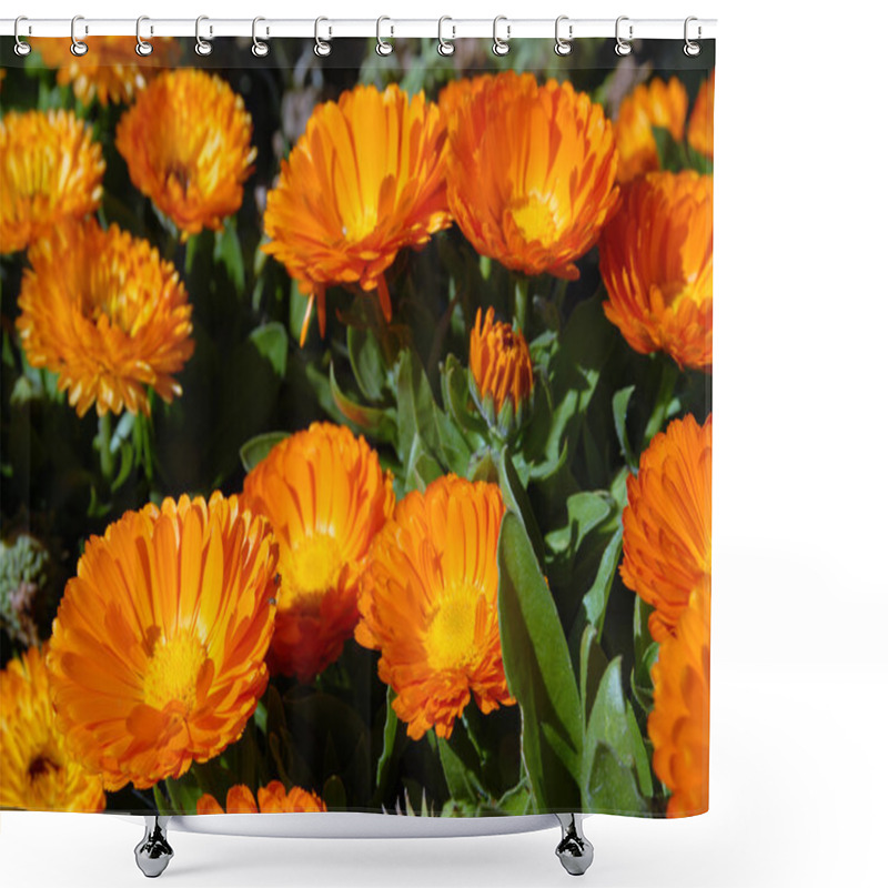 Personality  Orange Flowers. Shower Curtains