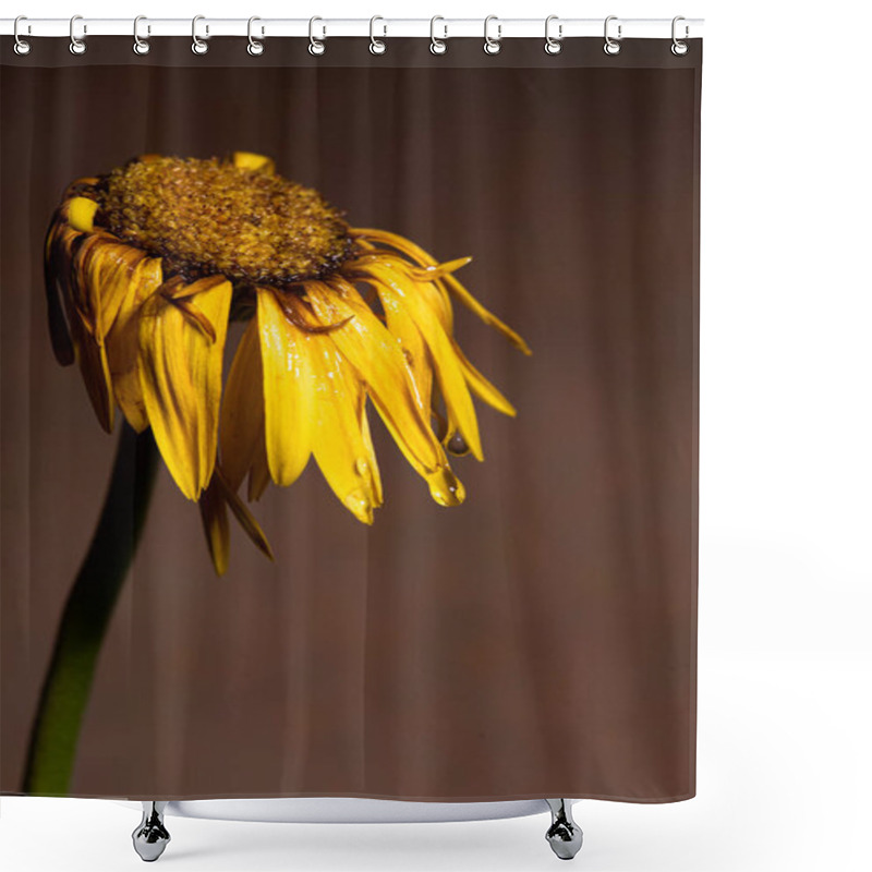 Personality  Yellow Dahlia Withered Flower With Yellow Petals  Ready To Fall. Shower Curtains