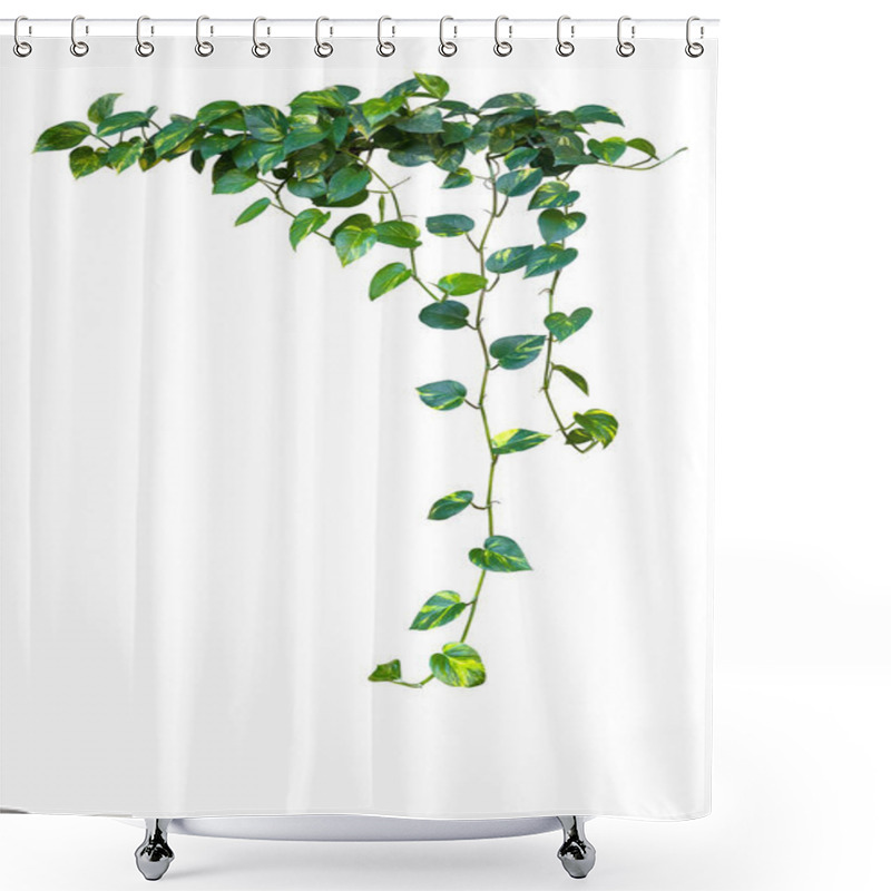 Personality  Heart Shaped Green Variegated Leave Hanging Vine Plant Of Devils Ivy Or Golden Pothos  Popular Foliage Tropical Houseplant Isolated On White With Clipping Path. Shower Curtains