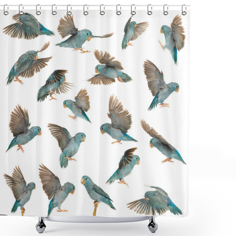 Personality  Composition Of Pacific Parrotlet, Forpus Coelestis, Flying Against White Background Shower Curtains