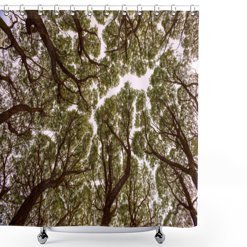 Personality  View Up At The Crowns Of Trees Shower Curtains