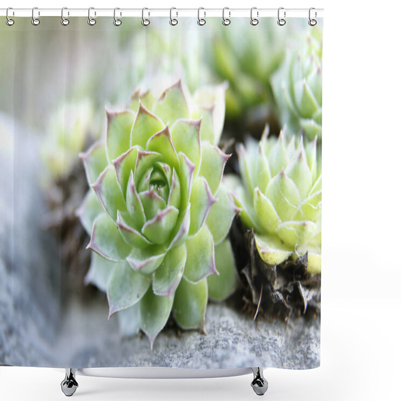 Personality  Close-up View Of Green Succulent Plants In Nature Shower Curtains