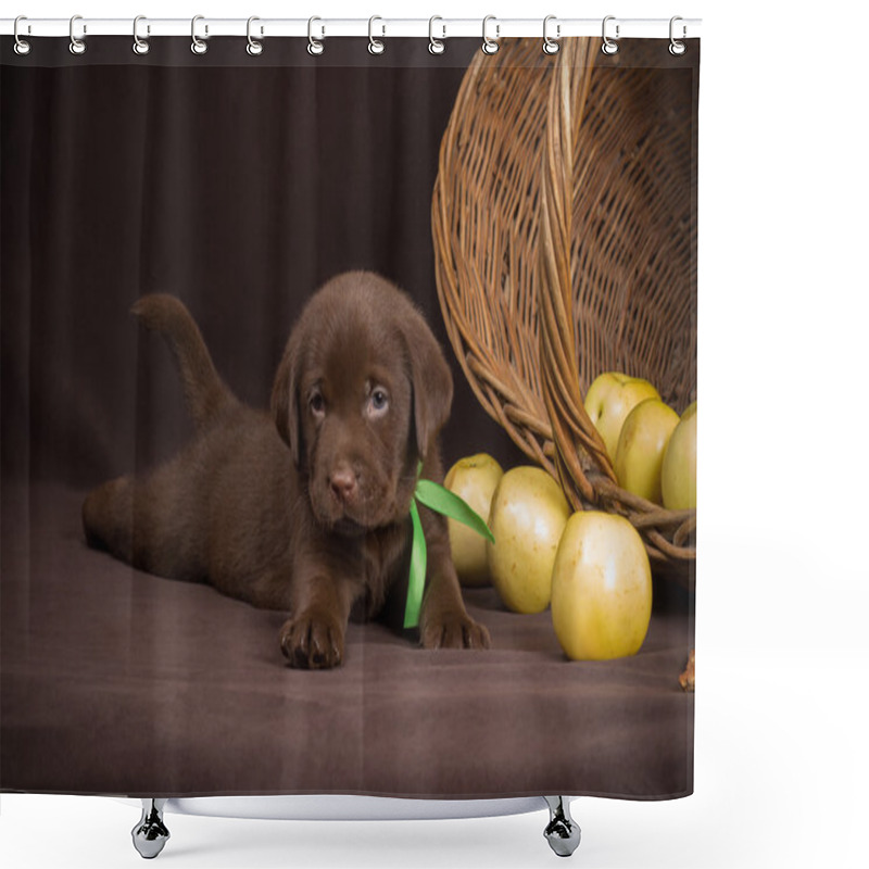 Personality  Chocolate Labrador Puppy Lying On A Brown Background Near Basket Of Apples And Looking At The Camera Shower Curtains