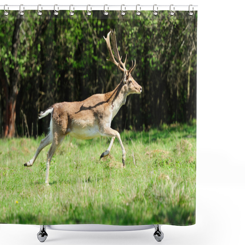 Personality  Jumping Roe Deer On A Meadow Shower Curtains