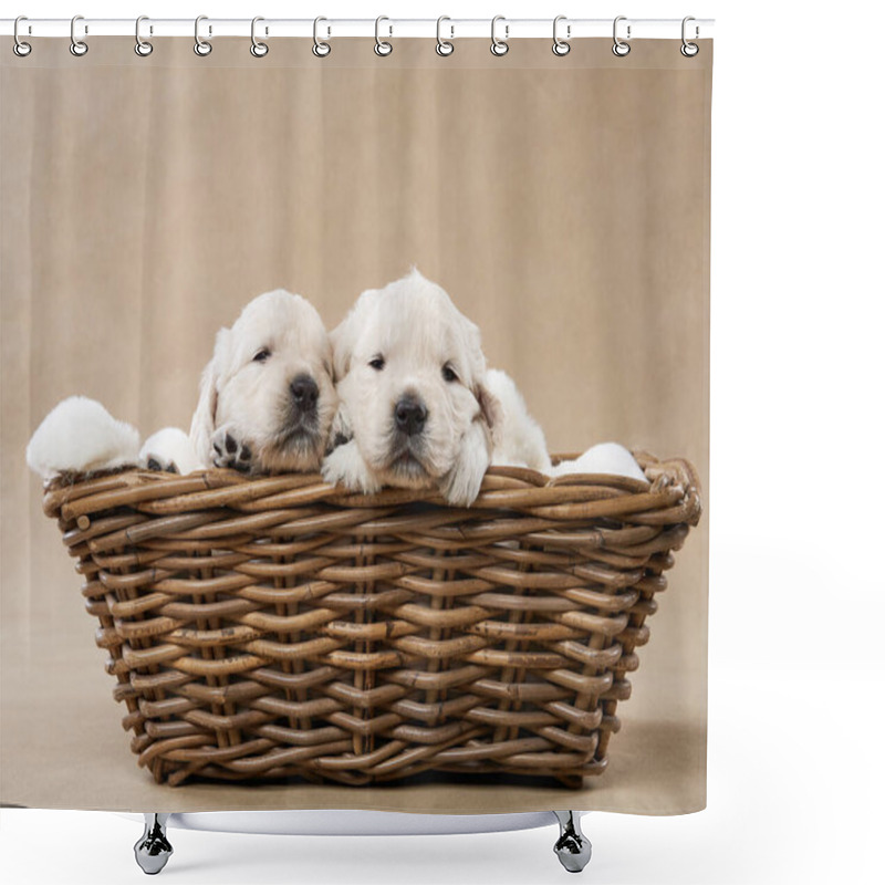 Personality  Puppies In A Basket On A Beige Background. Golden Retriever In The Studio. Cute Dog Shower Curtains