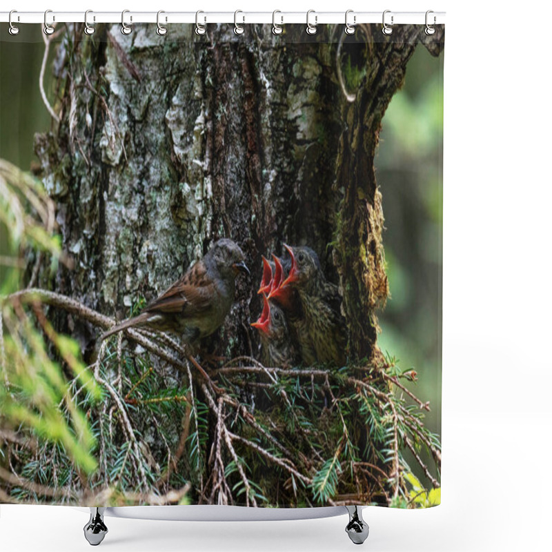 Personality  European Bird Dunnock, Prunella Modularis Feeding Its Chicks In A Nest In An Old Boreal Forest, Estonia. Shower Curtains