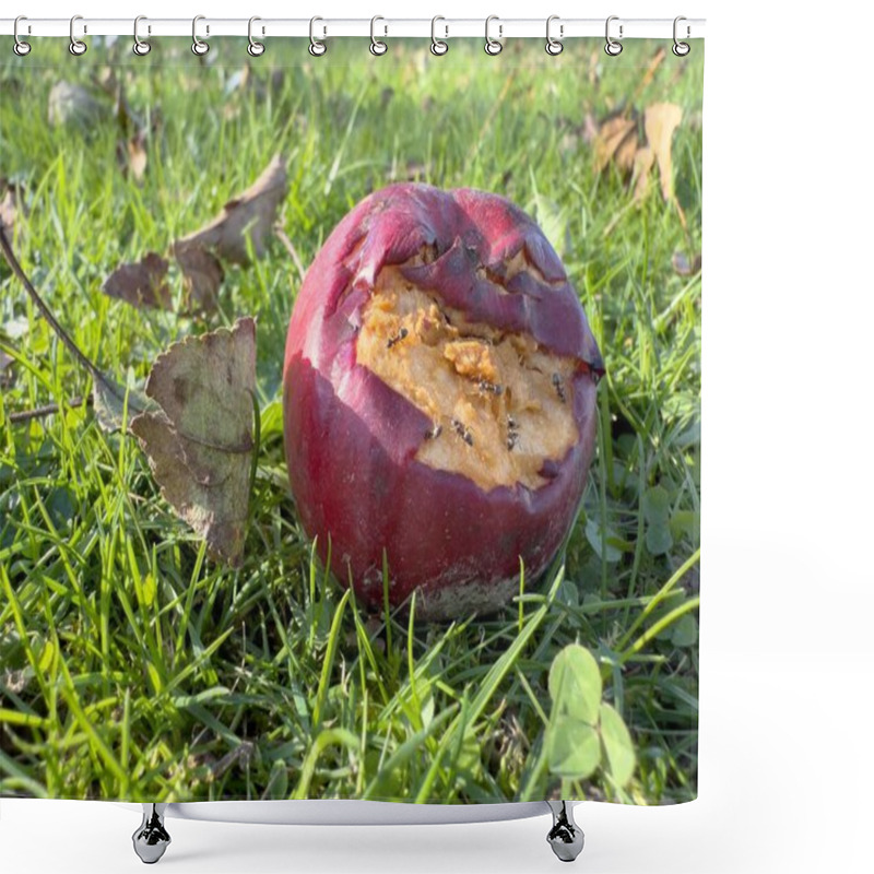 Personality  Red Rotten Apple On Grass Eaten By Hungry Ants Shower Curtains