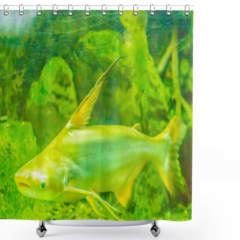 Personality  Cute Giant Pangasius, Paroon Shark, Pangasid-catfish Or Chao Phraya Giant Catfish (Pangasius Sanitwongsei), A Species Of Freshwater Fish In The Shark Catfish Family, Found In The Chao Phraya River. Shower Curtains