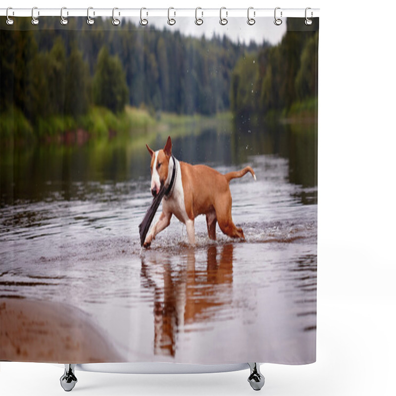 Personality  The English Red Bull Terrier Plays With A Stick In The River Shower Curtains