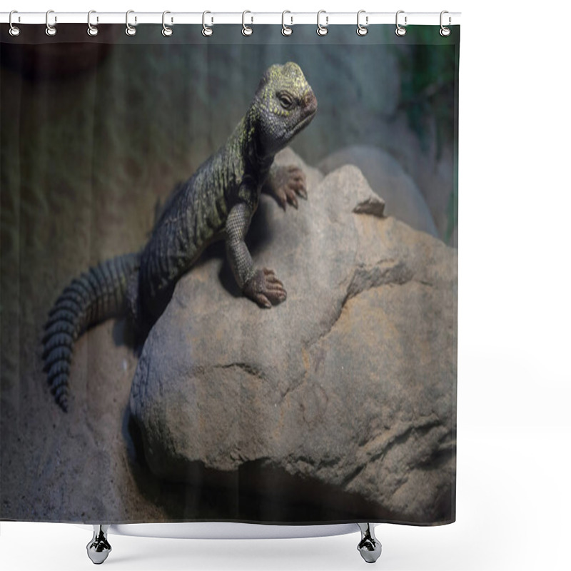 Personality  North African Mastigure (Uromastyx Acanthinura) Shower Curtains