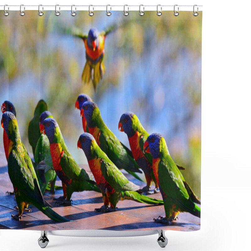 Personality  Australian Rainbow Lorikeet  Shower Curtains