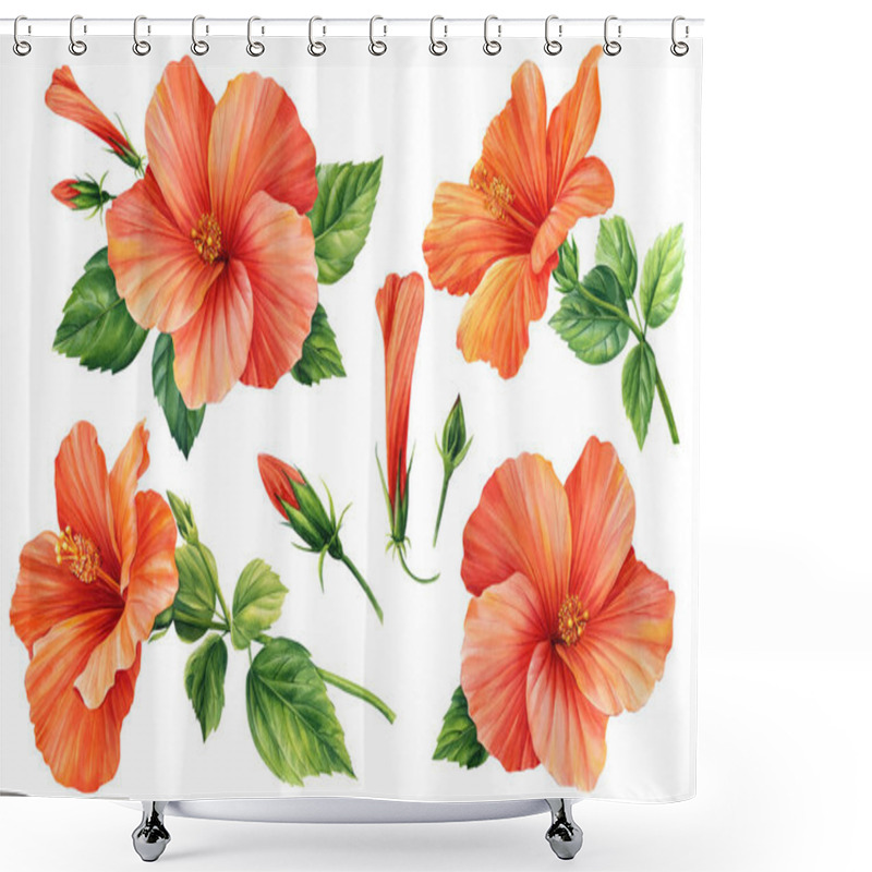 Personality  Hibiscus Flowers Set, Isolated White Background, Botanical Illustration, Tropical Flowers, Floral Elements Watercolor. High Quality Illustration Shower Curtains