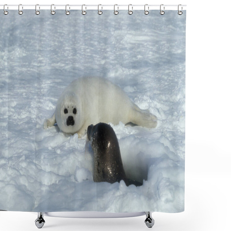 Personality  Harp Seal, Pagophilus Groenlandicus, Female With Pup Standing On Ice Field, Magdalena Island In Canada   Shower Curtains