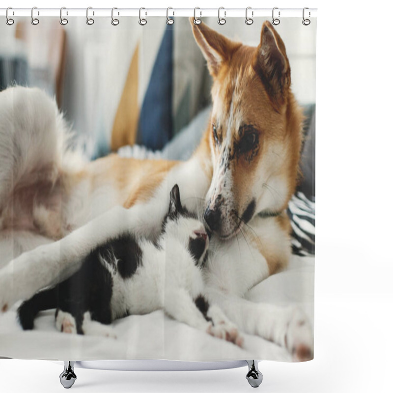 Personality  Cute Little Kitty Sleeping On Big Golden Dog On Bed With Pillows In Stylish Room. Adorable Black And White Kitten And Puppy With Funny Emotions Resting Together. Sweet Moments Shower Curtains