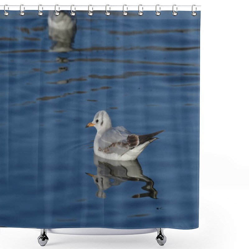 Personality  Black-headed Gull -  (Chroicocephalus Ridibundus)  Shower Curtains