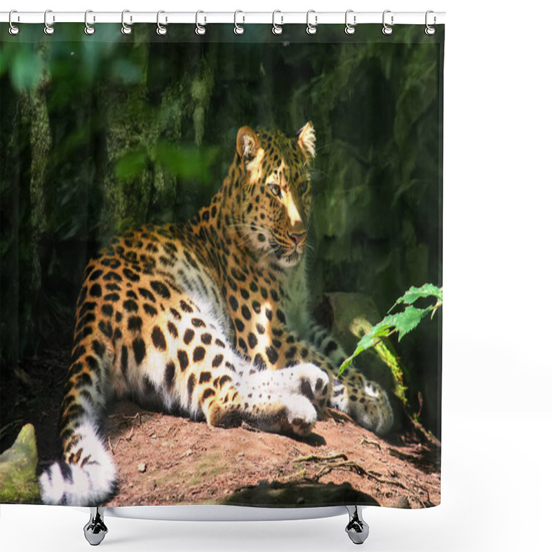 Personality  Amur Leopard Lies On A Stone In The Forest. Close Up Photo Of An Animal. Selective Focus Shower Curtains