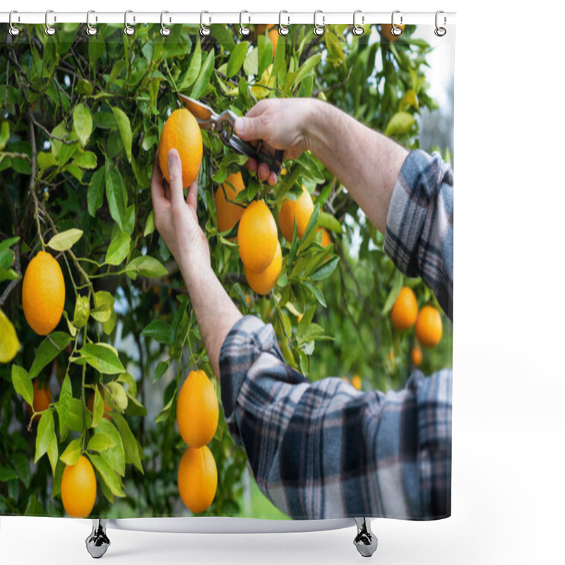 Personality  Close-up Of The Hands Of The Farmer Who Harvest The Oranges In The Citrus Grove With Scissors. Traditional Agriculture. Shower Curtains