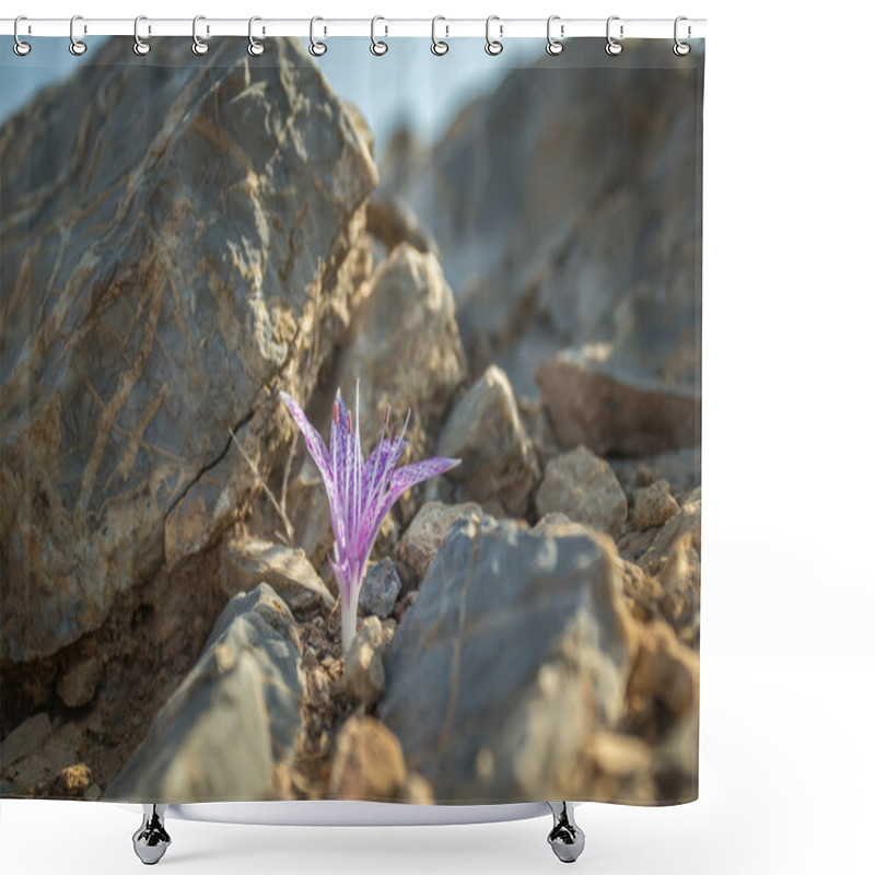 Personality  Autumn Flower Of Wild Colchicum Variegatum Shower Curtains