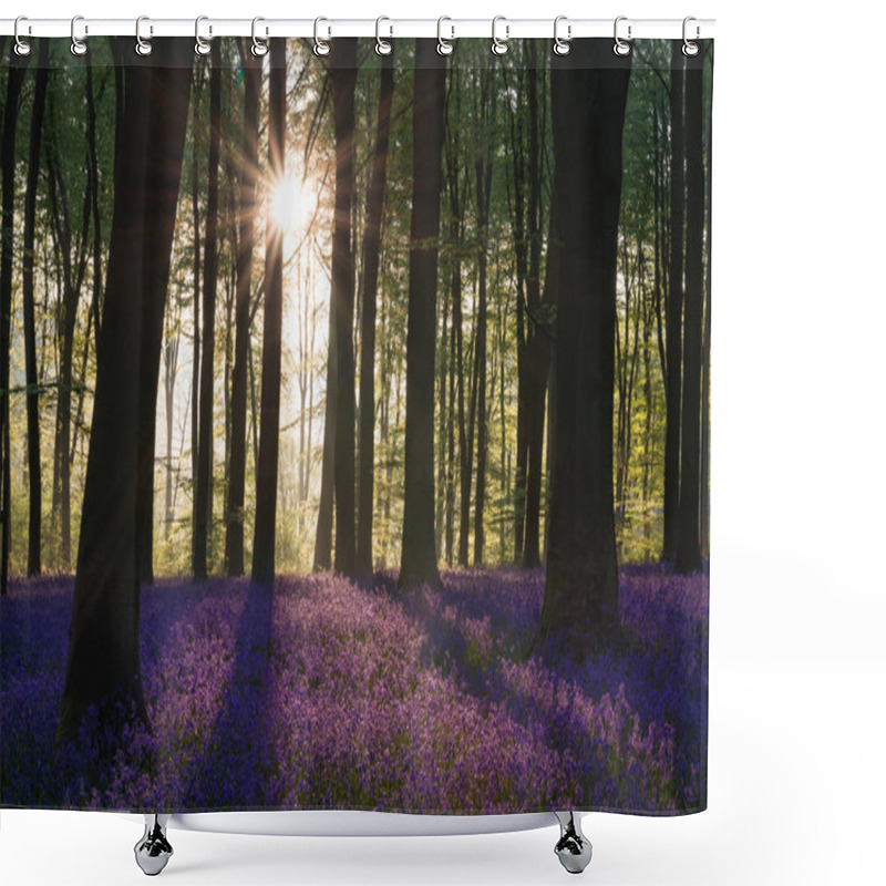 Personality  Beautiful Bluebell Forest Landscape Image In Morning Sunlight In Spring Shower Curtains