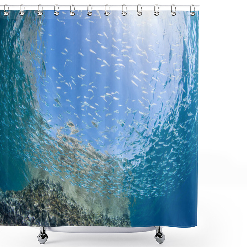 Personality  Juvenile Sardine Swimming Shower Curtains