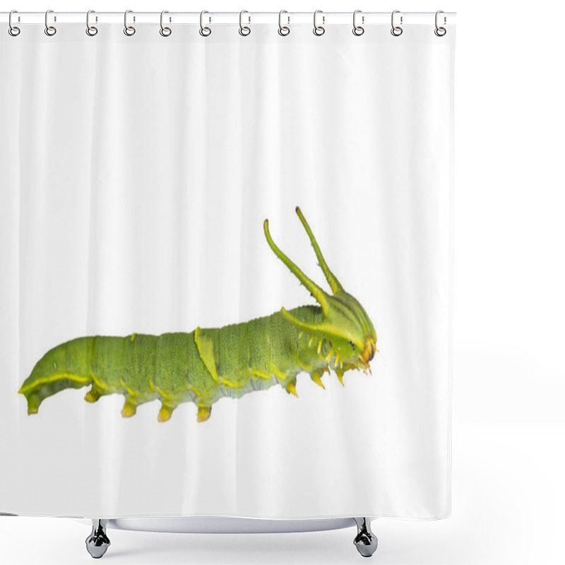 Personality  Isolated Caterpillar Of Common Nawab Butterfly ( Polyura Athamas ) In 5th Stage On White With Clipping Path Shower Curtains