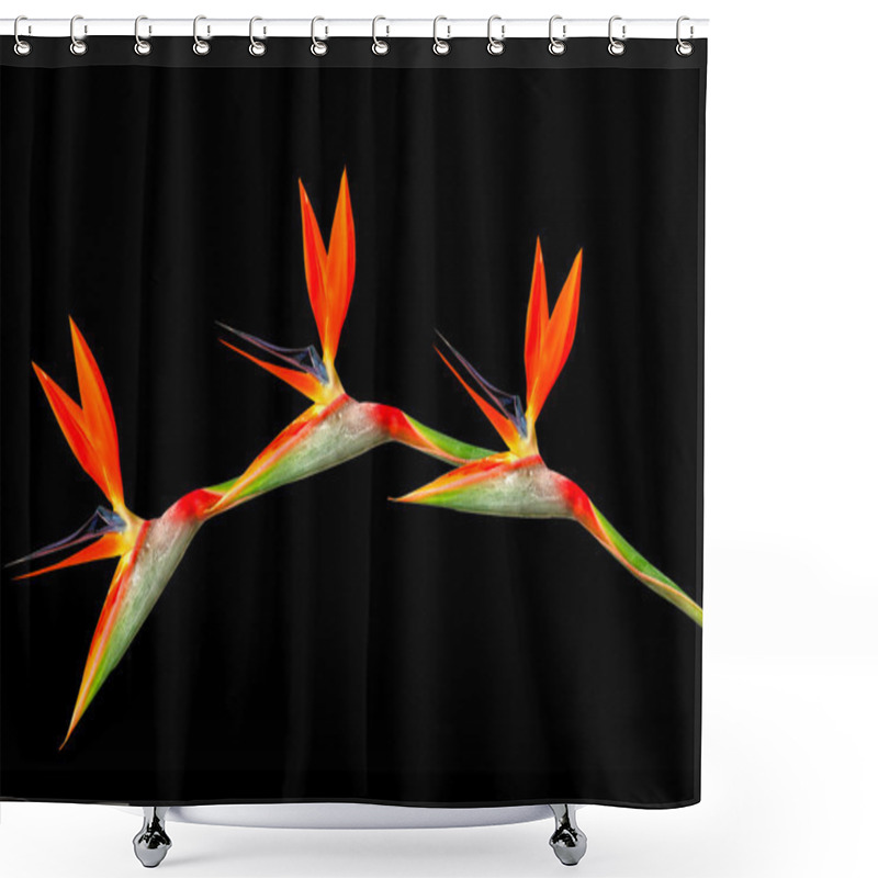 Personality  Bird Of Paradise Flowers Arching Shower Curtains