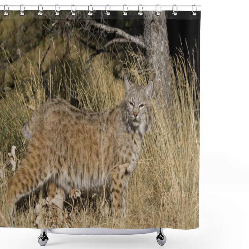 Personality  Adult Bobcat Walks Through The Woodlands Shower Curtains