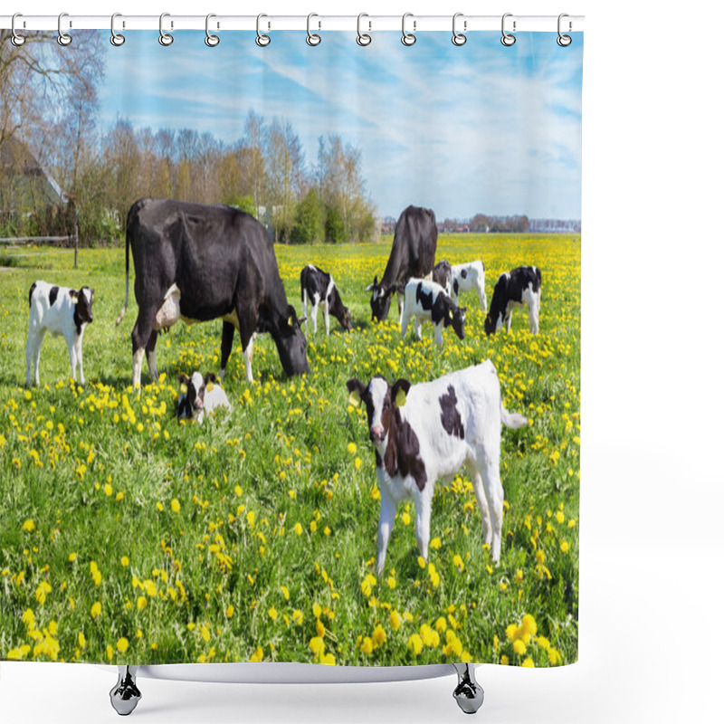 Personality  Meadow Full Of Dandelions With Grazing Cows And Calves Shower Curtains