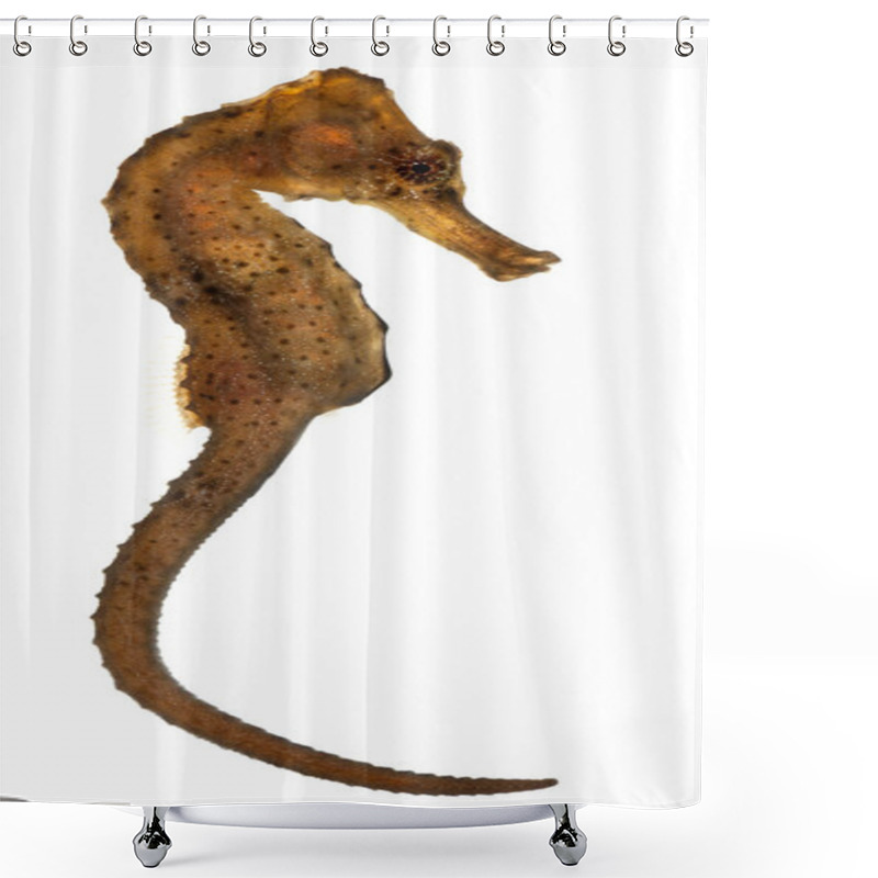 Personality  Longsnout Seahorse Or Slender Seahorse, Hippocampus Reidi Redish, In Front Of White Background Shower Curtains