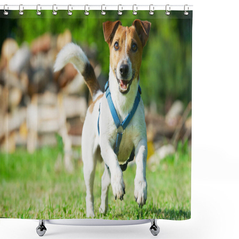 Personality  Jack Russel Terrier In A Blue Harness Runs On A Grass. Shower Curtains